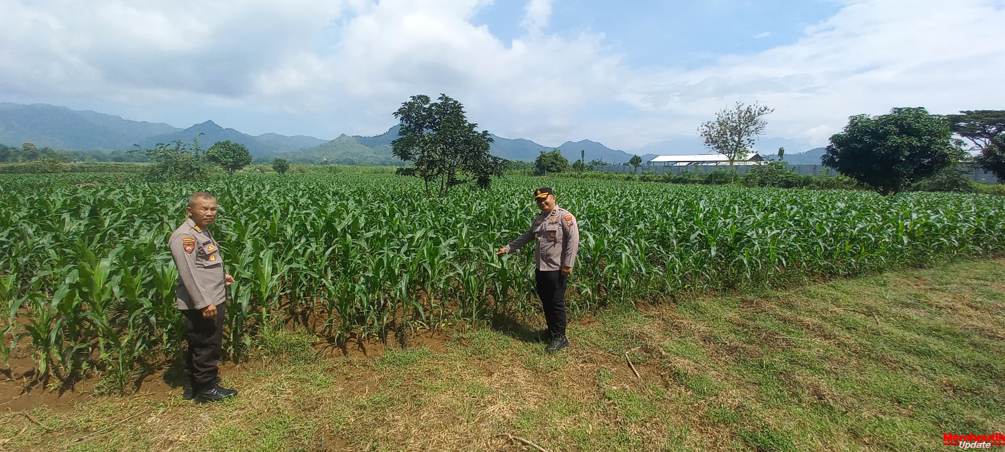 Kabag SDM Polres Tulungagung Monitoring Tanaman Jagung di Desa Bendungan